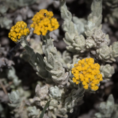 Helichrysum flanaganii