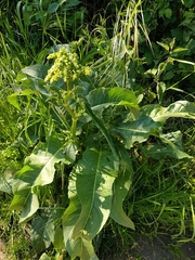 Rumex crispus