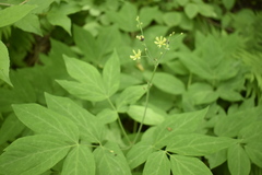 Caulophyllum robustum