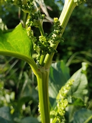 Rumex crispus