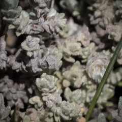 Helichrysum flanaganii