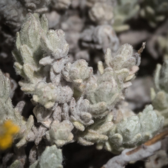 Helichrysum flanaganii