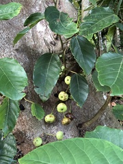 Ficus variegata garciae