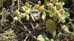 Colotis euippe omphale