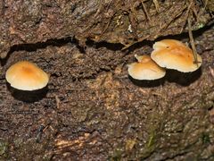 Collybia eucalyptorum