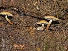 Collybia eucalyptorum