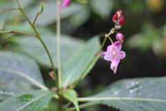Impatiens devolii