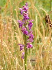 Anacamptis × parvifolia