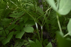 Caulophyllum robustum