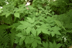 Caulophyllum robustum