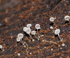 Mycena piringa