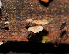 Marasmius alveolaris