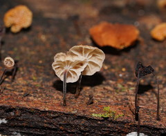 Marasmius alveolaris
