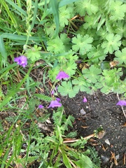 Geranium