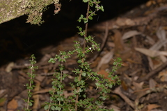 Coprosma quadrifida
