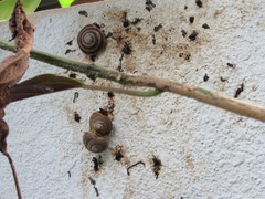 Caracolus