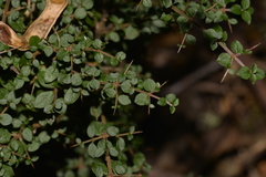 Coprosma quadrifida