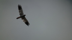 Melierax canorus canorus