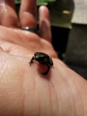 Duttaphrynus melanostictus