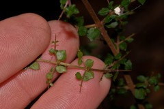 Coprosma quadrifida