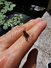 Duttaphrynus melanostictus