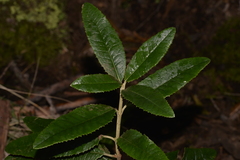 Olearia oppositifolia