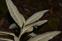 Olearia oppositifolia
