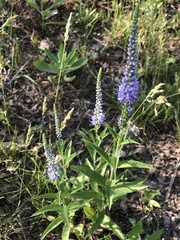 Veronica daurica