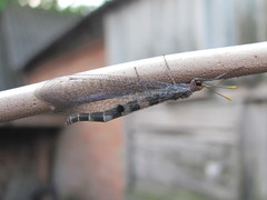 Megistopus flavicornis