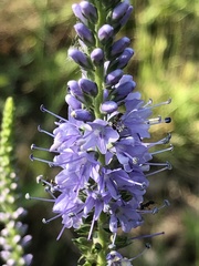 Veronica daurica