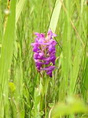 Anacamptis