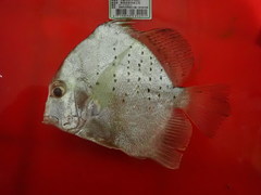 Drepane punctata