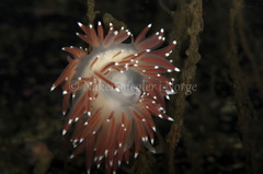 Coryphella