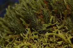 Dawsonia