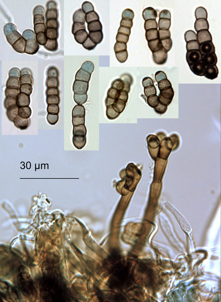 Torulaceae