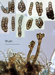 Dendryphion digitatum