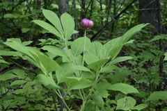 Paeonia obovata
