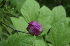 Paeonia obovata