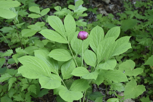Image of Paeonia obovata by (c) Repina Tatyana, some rights reserved (CC BY)
