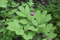 Paeonia obovata