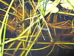 Lestes tridens