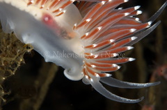 Coryphella
