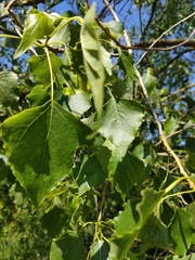 Populus nigra
