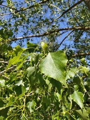 Populus nigra
