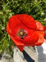 Papaver rhoeas
