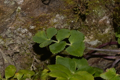 Gingidia rupicola