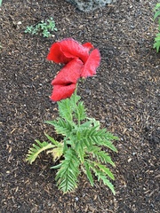 Papaver × pseudo-orientale