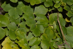 Gingidia rupicola