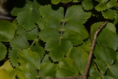 Gingidia rupicola