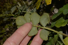 Gingidia rupicola